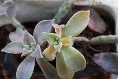 多肉植物冻伤了怎么办？千万别扔，试试以下的方法