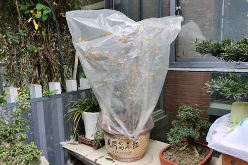 腊梅这样养，顶雪开放，气味芳香