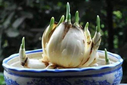春天开的花有哪些？这几种春天绽放的花，你家有吗