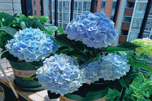 绣球花可以变色您知道吗？学会这三点想怎么变都可以