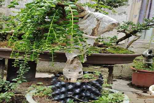 他一年养下山桩几万盆,秘诀就是做好这6点