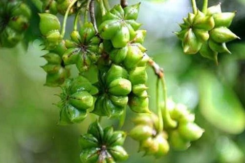 八角茴香树苗价格，种植八角茴香做好这2点就会硕果累累