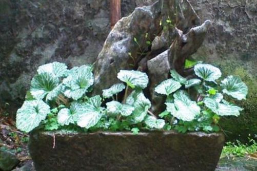 虎耳草养殖方法，虎耳草繁殖快而且还是重要的药材