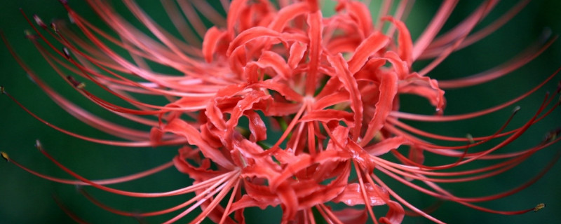 彼岸花种子种多久长苗