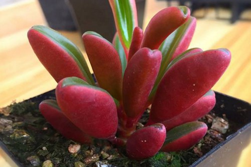 红色系多肉植物有哪些？常见24种红色系多肉图片鉴赏