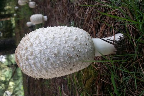 白色蘑菇有毒吗？什么样的蘑菇才有毒