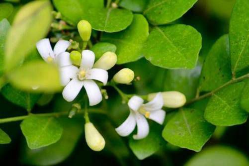 七里香花图片，月华冷处欲迎人 七里香风生满路