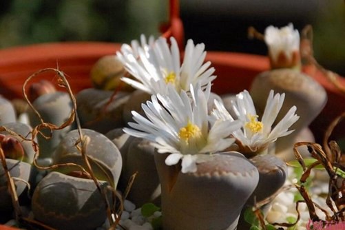 屁股花长高了怎么办，下面这3点可以帮到您