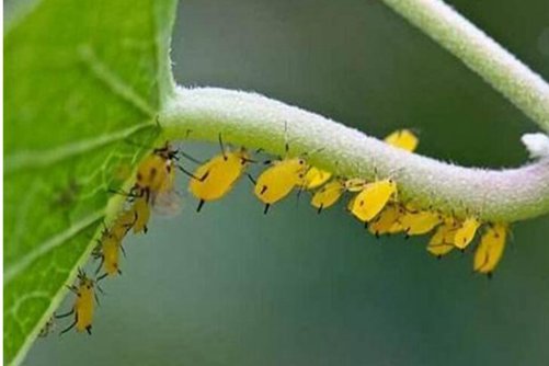 室内的蚜虫是从哪来的，教你一招杀除蚜虫