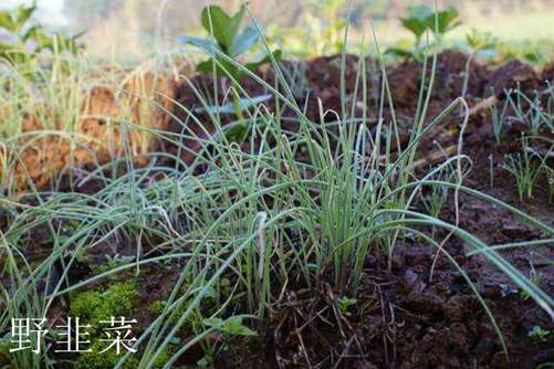 山韭菜和野韭菜有什么区别, 看叶子闻味道两招就能快速区分
