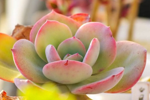 白凤多肉怎么养？待到春风吹起时,青枝顶红花