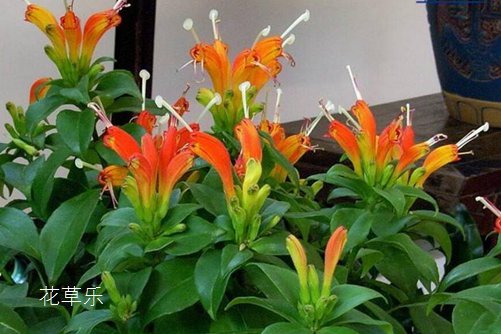 口红吊兰花语是“花美一时、你美一世”，美少女口红吊兰品种又有哪些？ 