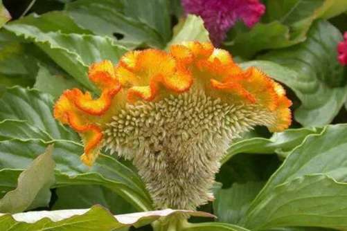 鸡冠花图片，精彩十分佯欲动 五更只欠一声啼