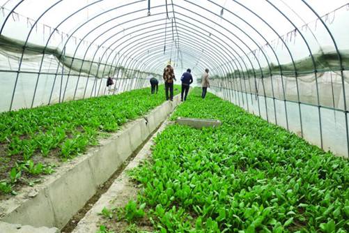 这样种菠菜，不仅长得好且产量高