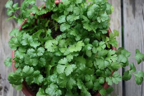 香菜种植方法介绍，掌握好这2点香菜发芽快、出苗齐而且越长越旺