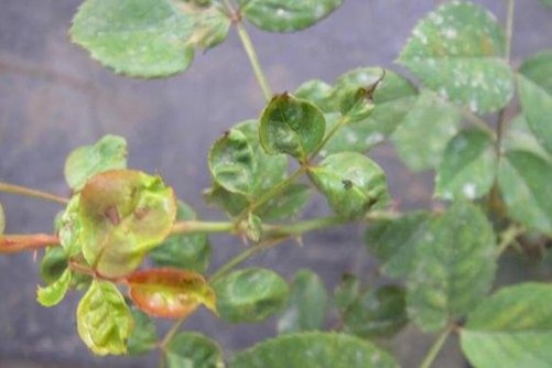 月季这样养 梅雨季后花开不断，还没病虫害