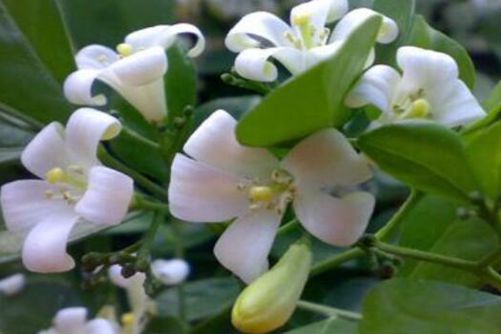 云香花图片，云香花唾影 波散雨吹愁
