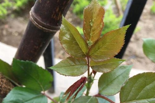 月季这样养 梅雨季后花开不断，还没病虫害