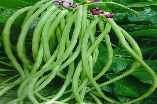 豇豆的功效与作用 不起眼的豇豆原来还可以益气、补肾健胃