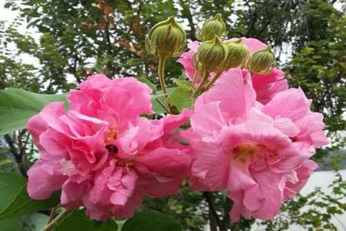 木芙蓉图片，千林扫作一番黄，只有芙蓉独自芳