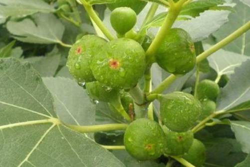 无花果有花吗？无花果的花居然藏在这里