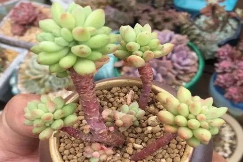 龙骨玉坠和新玉缀的区别，看看你买的是龙骨玉坠还是新玉缀
