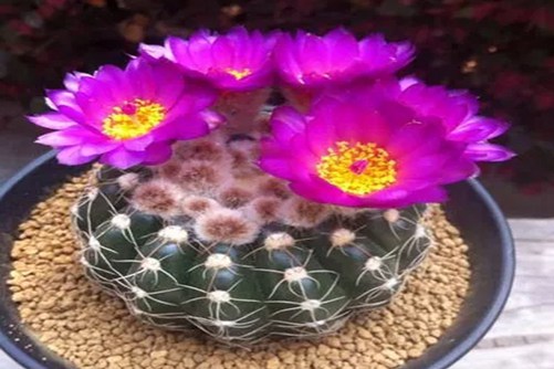 眩美玉仙人球养殖方法，眩美玉，仙人掌中开花最美的宝贝