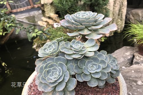 玉蝶黑腐怎么办？注意以下细节，你就是多肉界的圣手！
