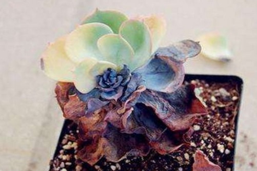 多肉植物黑腐病怎么办？用一个妙招就能轻松解决