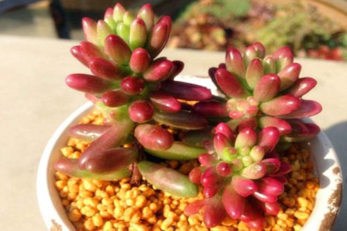 适合新手养的多肉品种，这些多肉植物想养死它们都很难