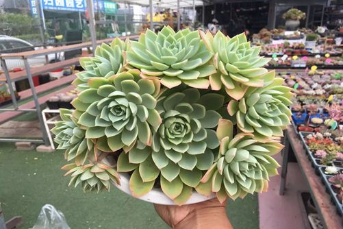 三色瑾多肉怎么养？一片柔瓣，三段颜色