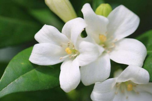 云香花图片，云香花唾影 波散雨吹愁