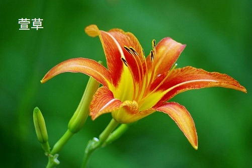 萱草，黄花菜和百合不要再傻傻分不清楚了，花儿相似效果却是不一样