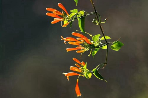 炮仗花图片，忽如一夜春风来 千树万树炮仗花开