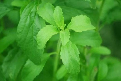 干甜菊叶多少钱一斤？干甜菊叶的副作用和禁忌