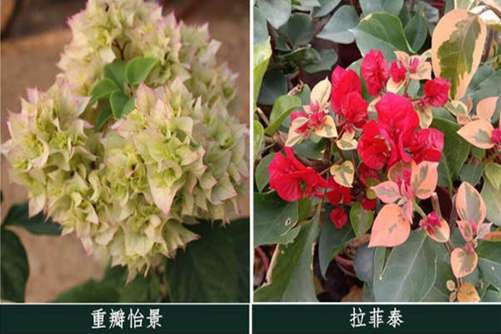 这26种三角梅，您养过或见过其中哪几种