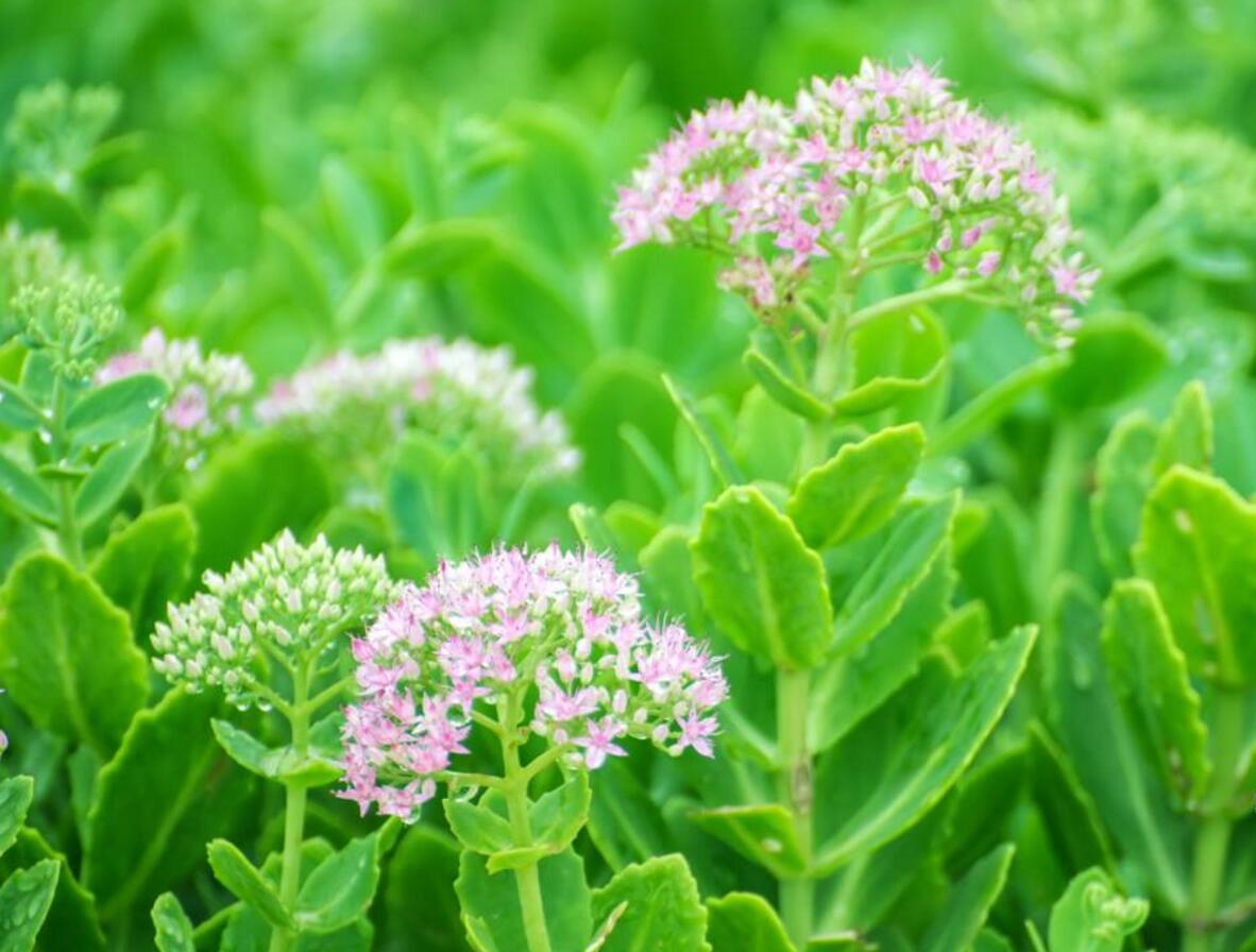 多肉植物怎么养 多肉八宝景天篇
