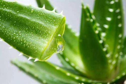 芦荟图片，蟾酥迅散疔毒气 芦荟寒生目障光