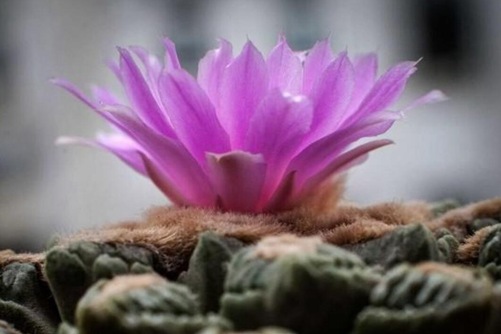 龟甲牡丹图片，欣赏熊猫级龟甲牡丹花开的惊艳
