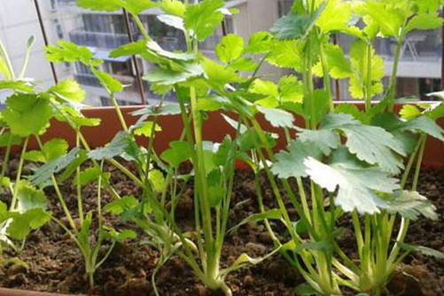 香菜种植方法介绍，掌握好这2点香菜发芽快、出苗齐而且越长越旺