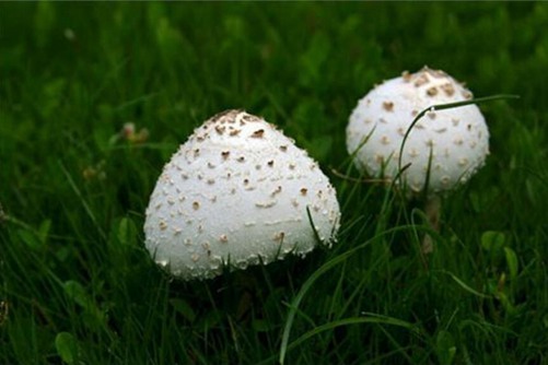 白色蘑菇有毒吗？什么样的蘑菇才有毒