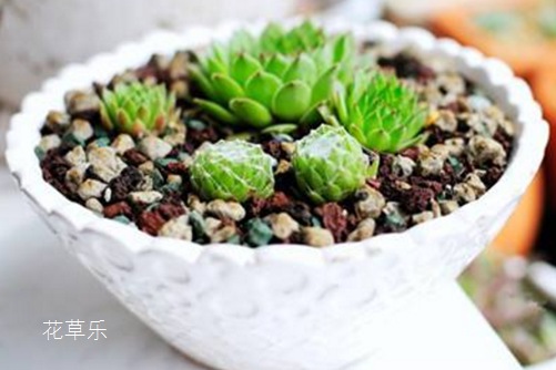 我的妈呀，看一眼都要美醉了，蛛丝卷绢为什么会吐丝？蛛丝卷绢养殖方法和注意事项