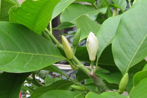 玉兰树的种植方法，最新玉兰树价格行情