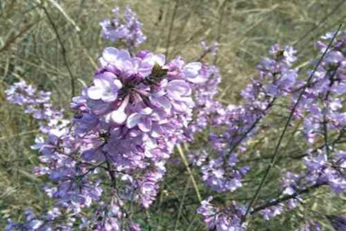 芫花图片，龟脊羊肠九里汀 芫花灿灿麦青青