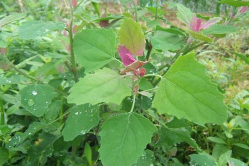 灰灰菜听说过吗 它不仅是一种蔬菜，而且全草可以入药