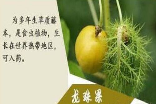 龙珠果的功效，为你打开龙珠果最正确的吃法