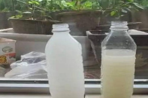 发财树施肥正确方法，你之前做对了吗？