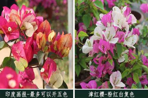 这26种三角梅，您养过或见过其中哪几种