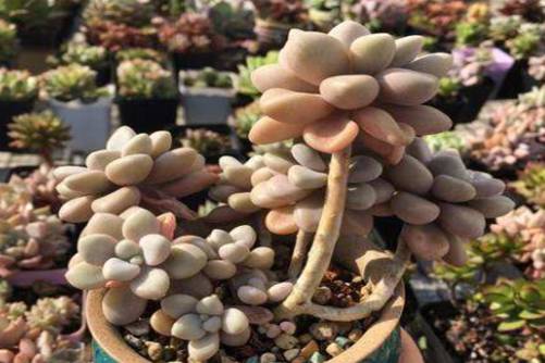适合新手养的多肉品种，这些多肉植物想养死它们都很难