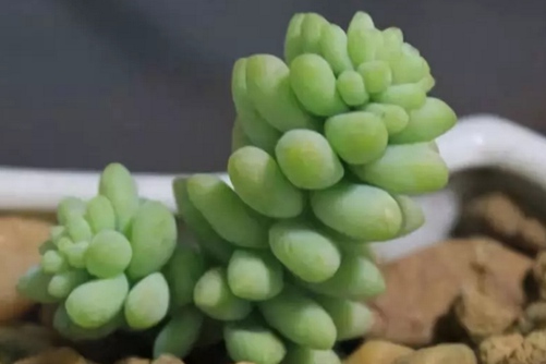新玉缀怎么养？大珠小珠串成碧珠帘